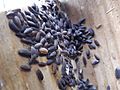 GT Woodlice sheltering in Nestbox