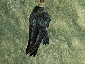 Glossy Swiftlets (Collocalia esculenta) (8127975211).jpg