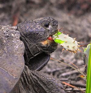 Gopher Tortoise snacking on Opuntia ( Nopales ) cactus at Smyrna Dunes Park - Flickr - Andrea Westmoreland