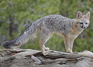 Gray fox.jpg