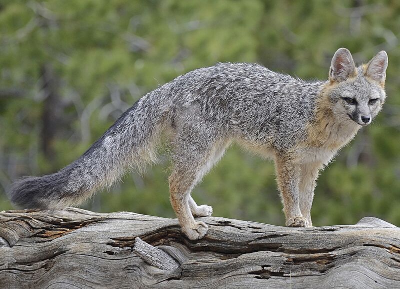 Gray fox