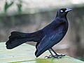 Greater Antillean Grackle (Quiscalus niger) RWD