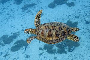 Green sea turtle (Chelonia mydas) Moorea.jpg