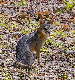 Grey fox (Urocyon cinereoargenteus fraterculus) Peten