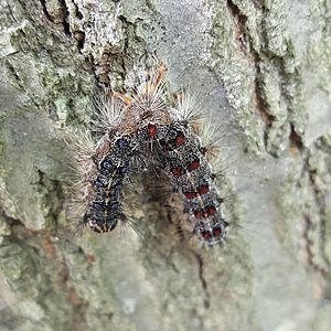 Gypsy moth caterpillar killed by virus
