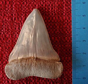 Isurus hastalis labiale cm