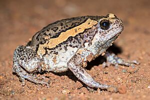 Kaloula pulchra, Banded bullfrog - Nong Phai, Phetchabun (20253335546) (cropped).jpg