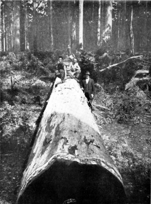 Karri log in Primer of Forestry Poole 1922