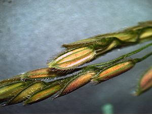 Leersia hexandra spikelets