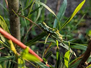Limenitis arthemis caterpillar feeding on a willow tree