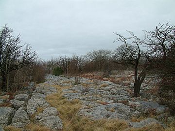 Limestone Pavement on Hutton Roof Crags.jpg
