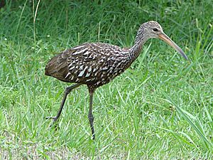 Limpkin1