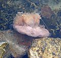 Lion's mane jellyfish open showing underside