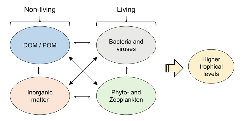 Marine connections between the living and the nonliving