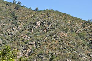 Matorral de Puya y Echinopsis chiloensis Parque Nacional La Campana