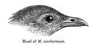 MegapodiusNicobariensis