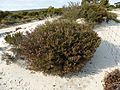 Melaleuca rigidifolia (habit)