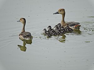 Migratory Birds at Sukhna Lake,Chandigarh,India