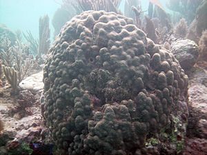 Montastraea annularis Molasses reef FL
