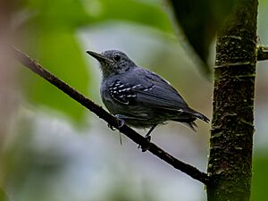 Myrmotherula menetriesii Grey Antwren (male); Serra do Navio, Amapá, Brazil.jpg