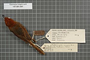 Naturalis Biodiversity Center - RMNH.AVES.18609 1 - Clytomyias insignis oorti Rothschild and Hartert, 1907 - Maluridae - bird skin specimen.jpeg