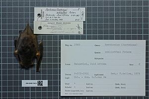 Naturalis Biodiversity Center - ZMA.MAM.1960.b dor - Nycticeius schlieffeni - skin.jpeg