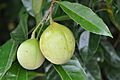 Nutmeg on Tree