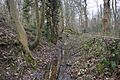 Oxleys Wood 6