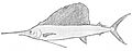 PSM V26 D359 The american sailfish istiophorus americanus