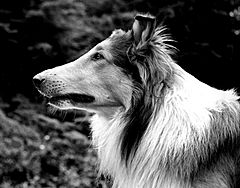 Pal as Lassie 1942.JPG
