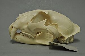 Panthera pardus melas 02 MWNH 792