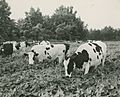 Photograph of dairy cows grazing on kudzu on the farm of G.A. Herford, Columbia County, Georgia, 1952-1957? - DPLA - b3294bc96a065665a0517370b52f8a6a