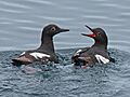 Pigeon Guillemot RWD2