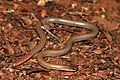 Pink-tailed Worm-lizard (Aprasia parapulchella) (9106371285)