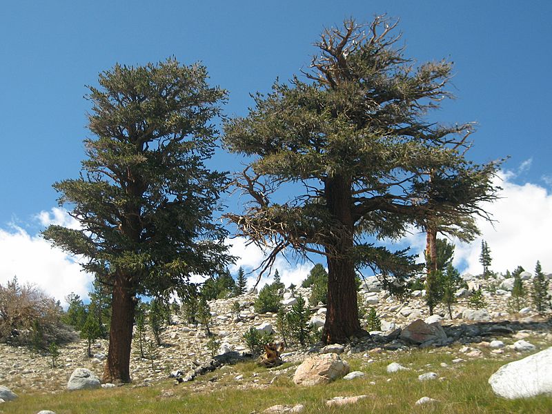 Pinus balfouriana John Muir Trail