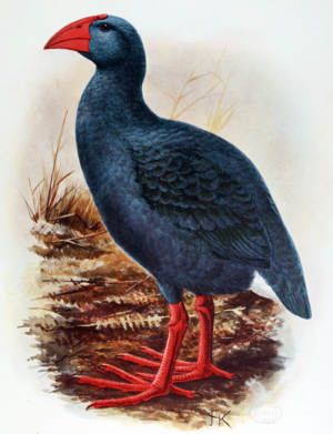 Colour illustration of a blue bird with a red beak and legs