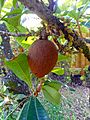 Pouteria sapota 02 fruit on branch
