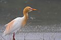 Red-flush Cattle Egret