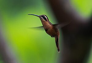 Reddish Hermit