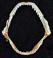Rhizoprionodon terraenovae jaws