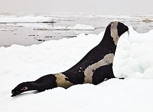 Ribbon-seal-male Josh London NOAAedit (16086029928) (cropped).jpg