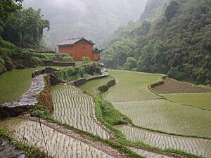 Rice Paddies - panoramio