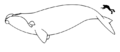 Right whale size