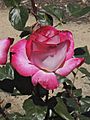 Rose Gaujard in NHRG