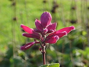 Salvia involucrata3.jpg