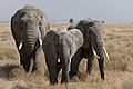 Serengeti Elefantenherde2