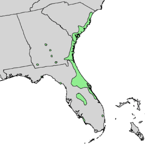 Sideroxylon tenax range map 2.png