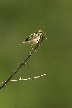Siffling Cisticola - Murchison Falls NP Uganda 06 5522 (17134495109).jpg