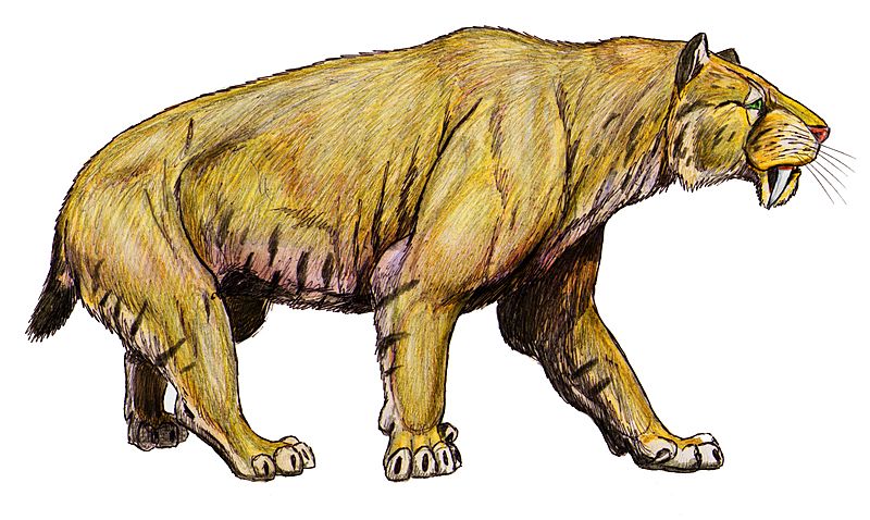 Smilodon pop2 15