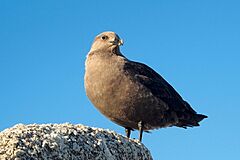 South polar skua.jpg